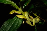 a green insect on a leaf