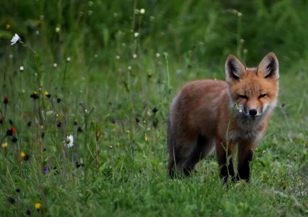 uma raposa em um campo de flores
