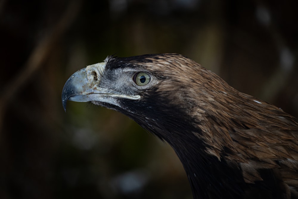 a brown bird with a black beak