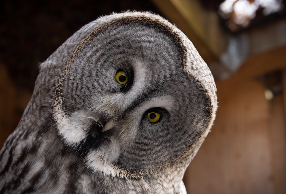 a close up of an owl