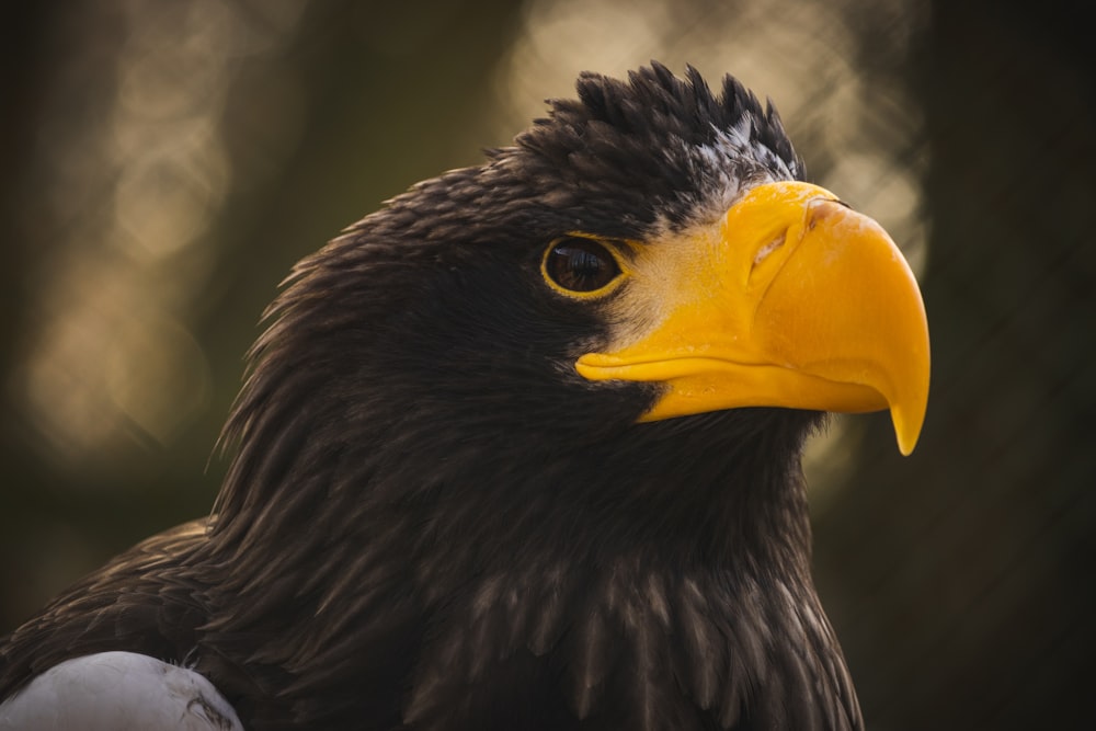 a close up of a bird