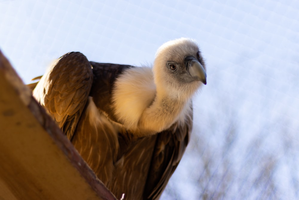 Un patito sentado sobre una superficie de madera