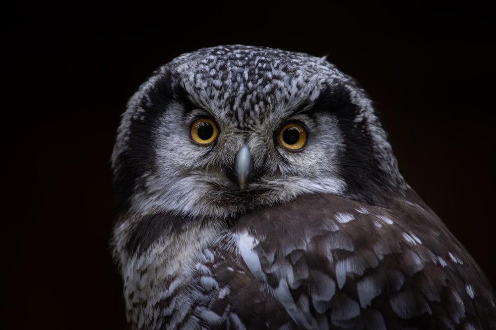 a close up of an owl