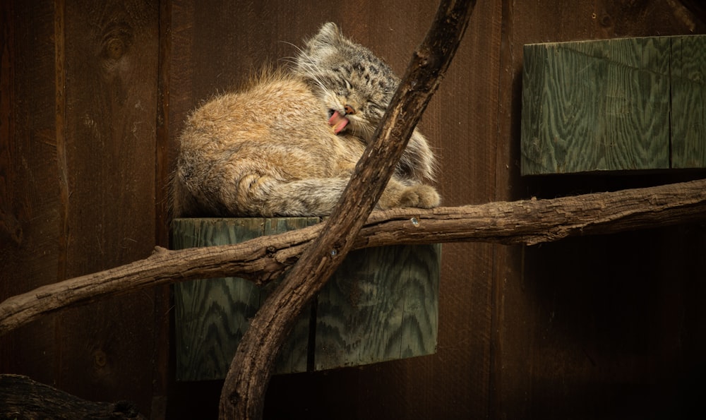 a cat lying on a branch