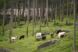 Cows grazing on a lush green hillside surrounded by tall pine trees. The landscape is dotted with large rocks and the forest creates a serene and natural environment.