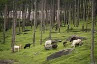 Cows grazing on a lush green hillside surrounded by tall pine trees. The landscape is dotted with large rocks and the forest creates a serene and natural environment.