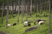 Cows grazing on a lush green hillside surrounded by tall pine trees. The landscape is dotted with large rocks and the forest creates a serene and natural environment.