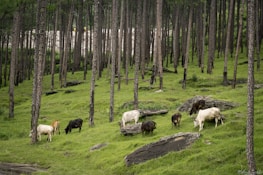 Cows grazing on a lush green hillside surrounded by tall pine trees. The landscape is dotted with large rocks and the forest creates a serene and natural environment.