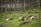 Cows grazing on a lush green hillside surrounded by tall pine trees. The landscape is dotted with large rocks and the forest creates a serene and natural environment.
