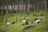 Cows grazing on a lush green hillside surrounded by tall pine trees. The landscape is dotted with large rocks and the forest creates a serene and natural environment.