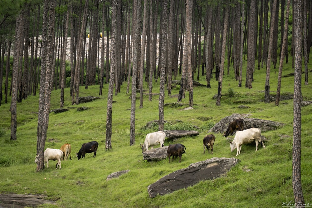 Un grupo de animales se para en un campo cubierto de hierba