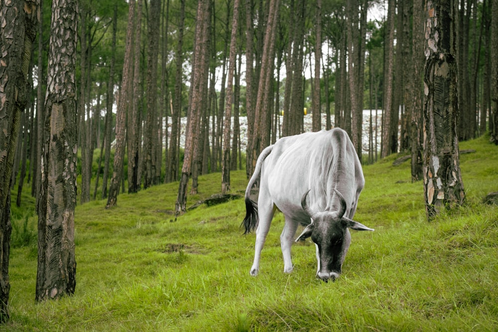 a cow grazing in a forest