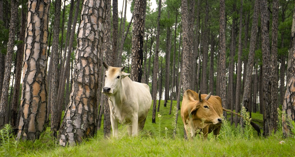 a couple of cows in a forest