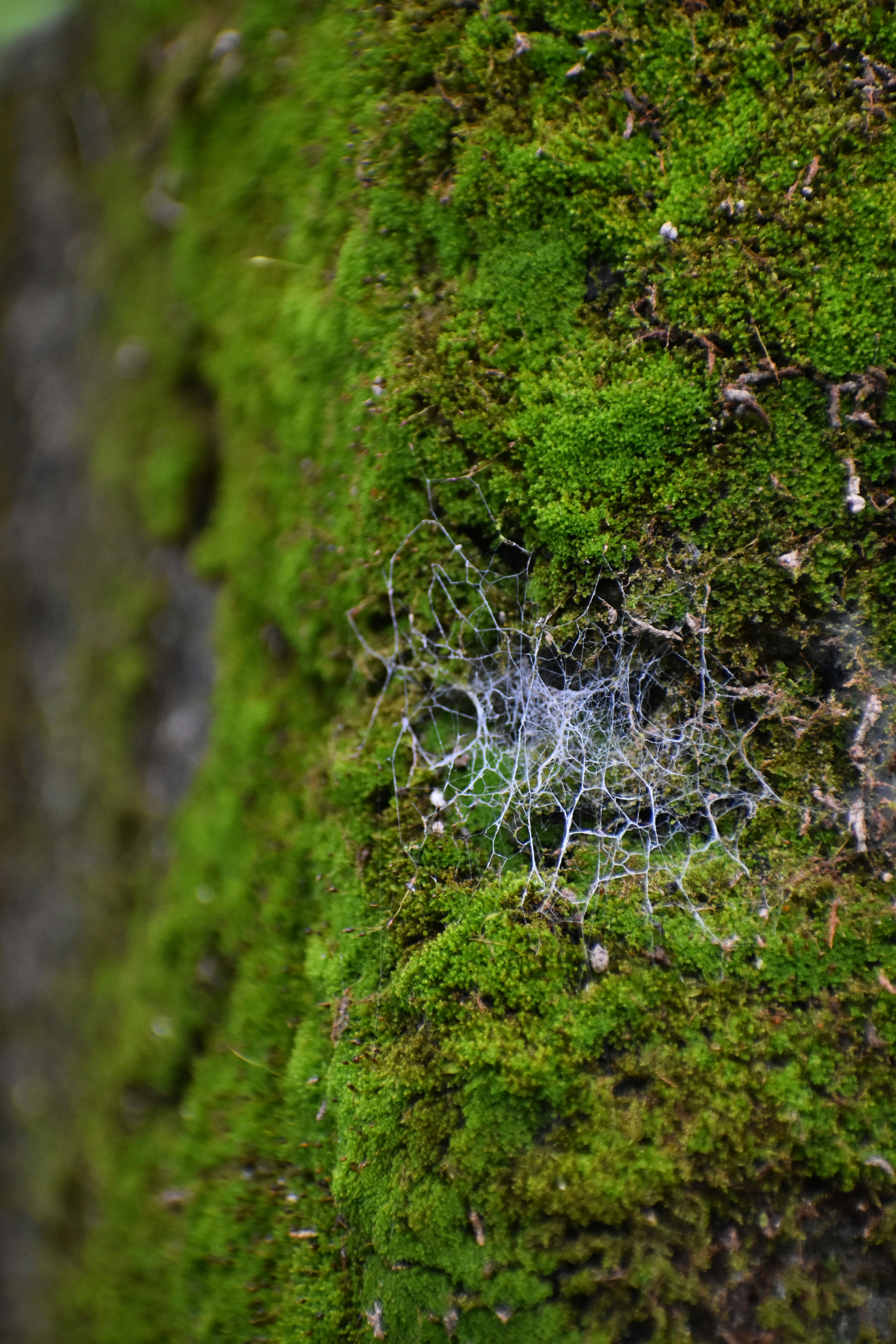 Resource Sharing: Nature's Socialist Economy (image credits: unsplash)