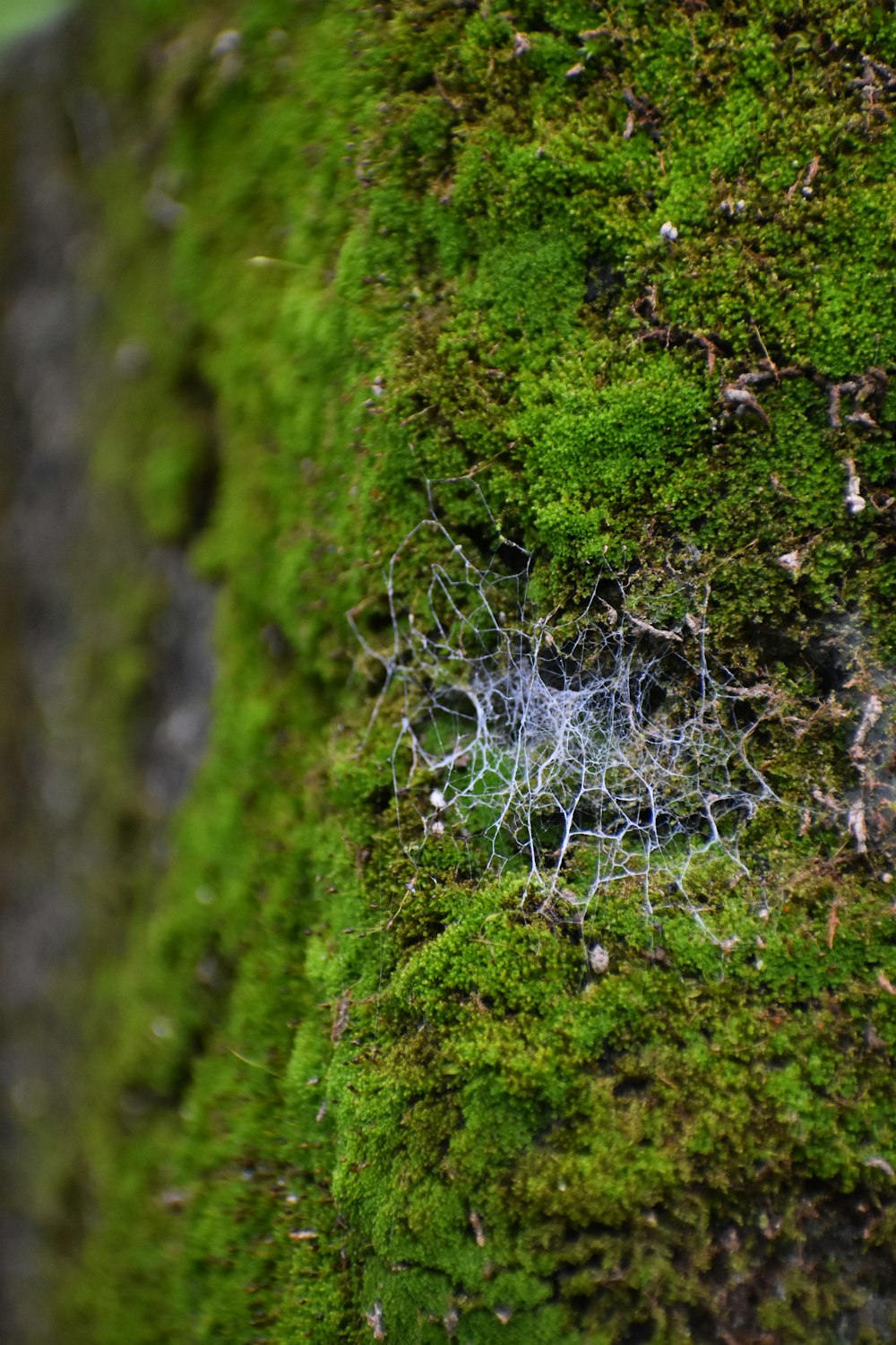 Una cascada en un bosque