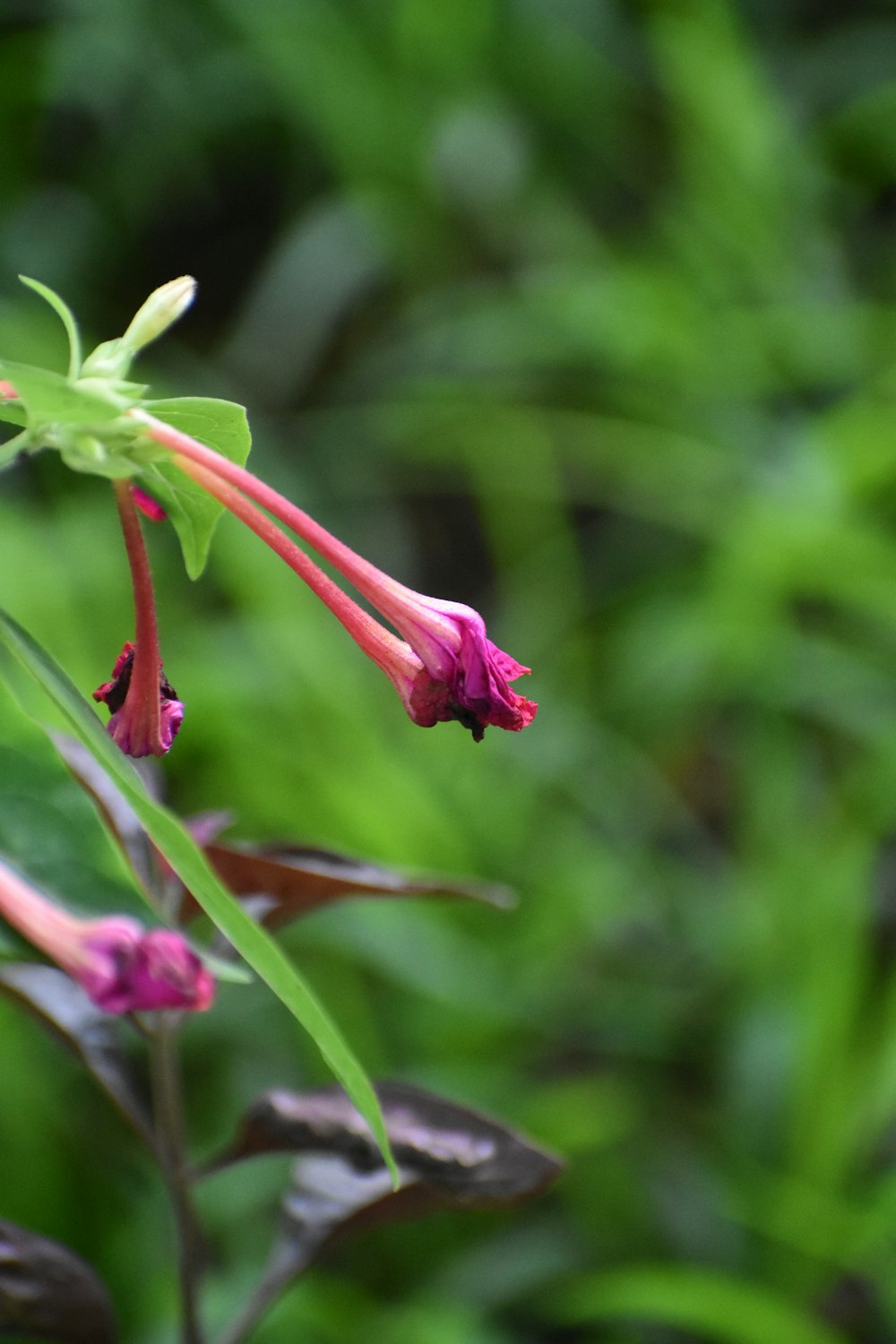 a close up of a flower