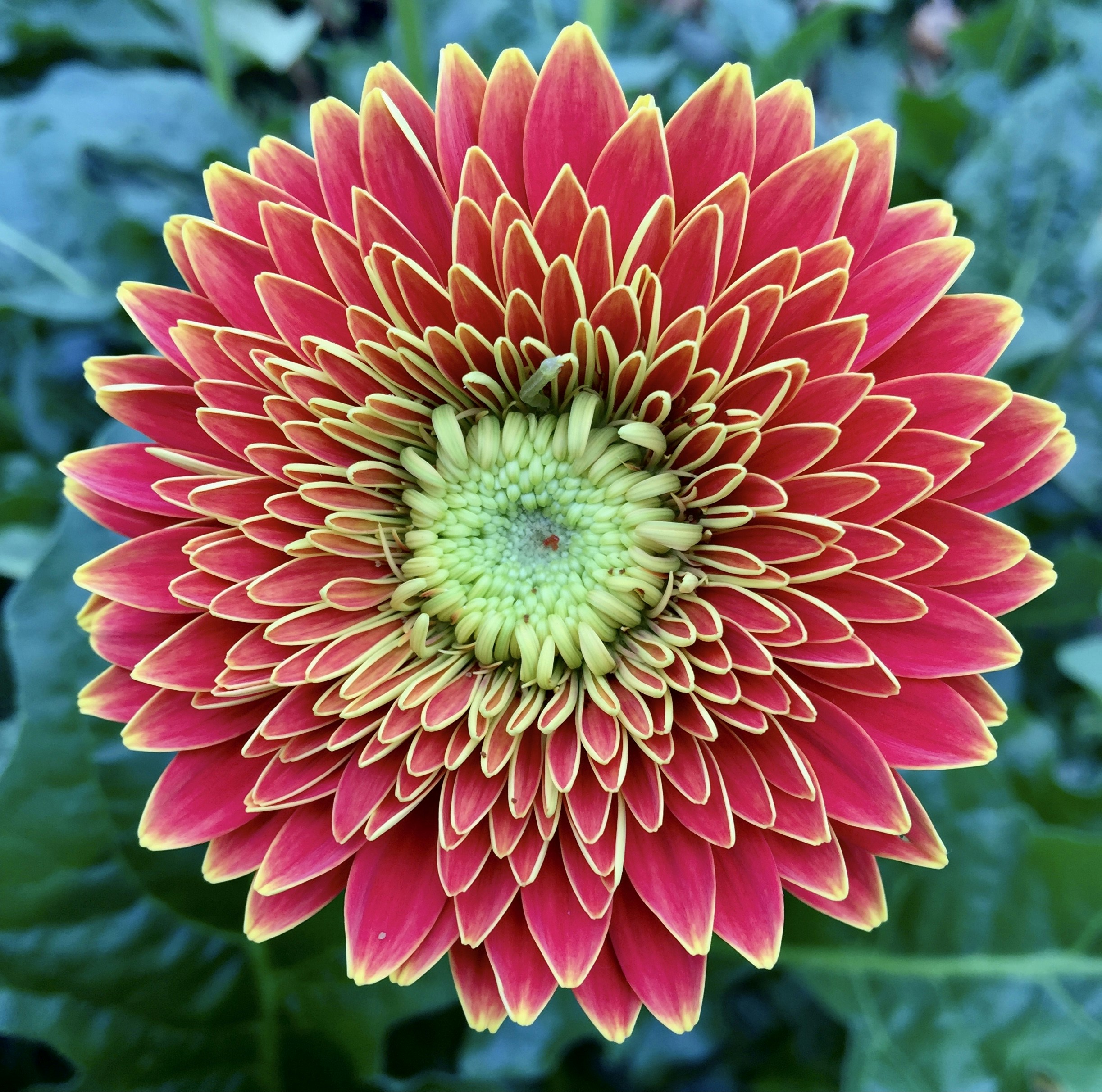 Photo by remcovanbaalen