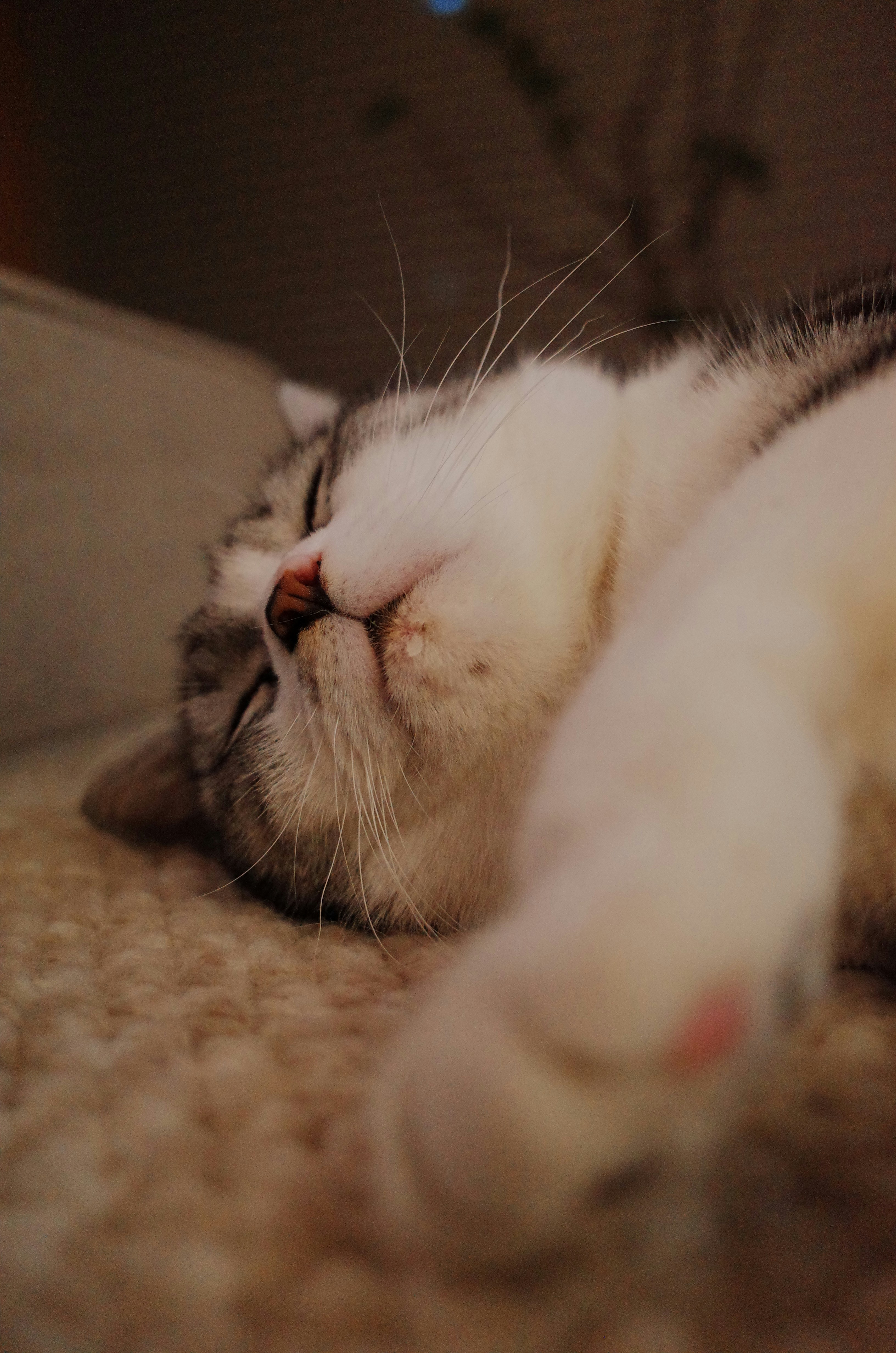 Photo by dodowang1994