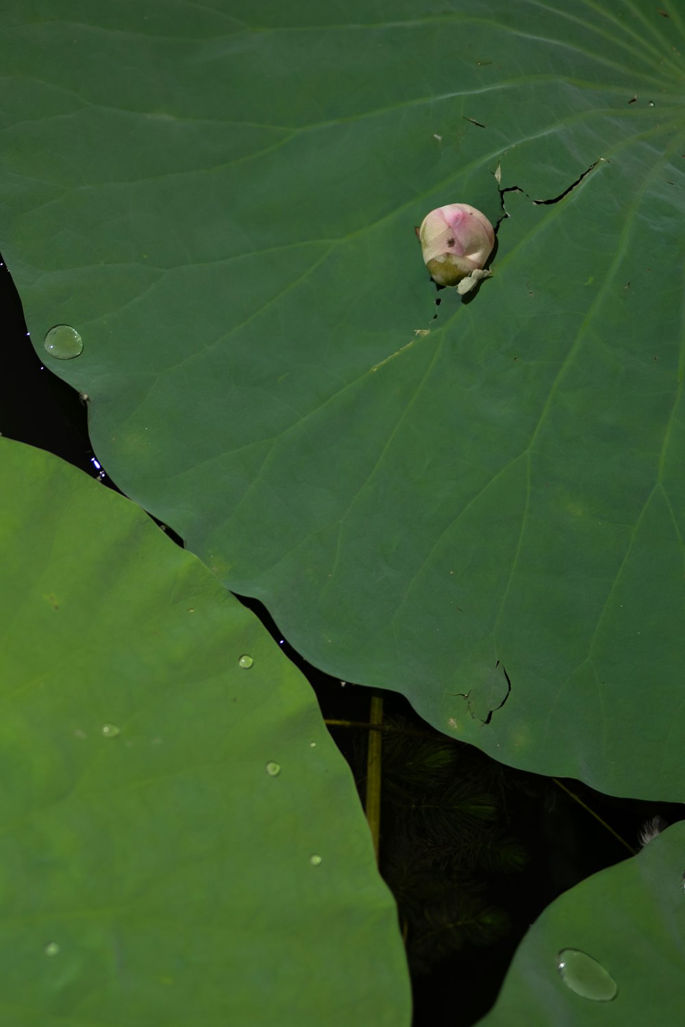 a close-up of a bug on a leaf