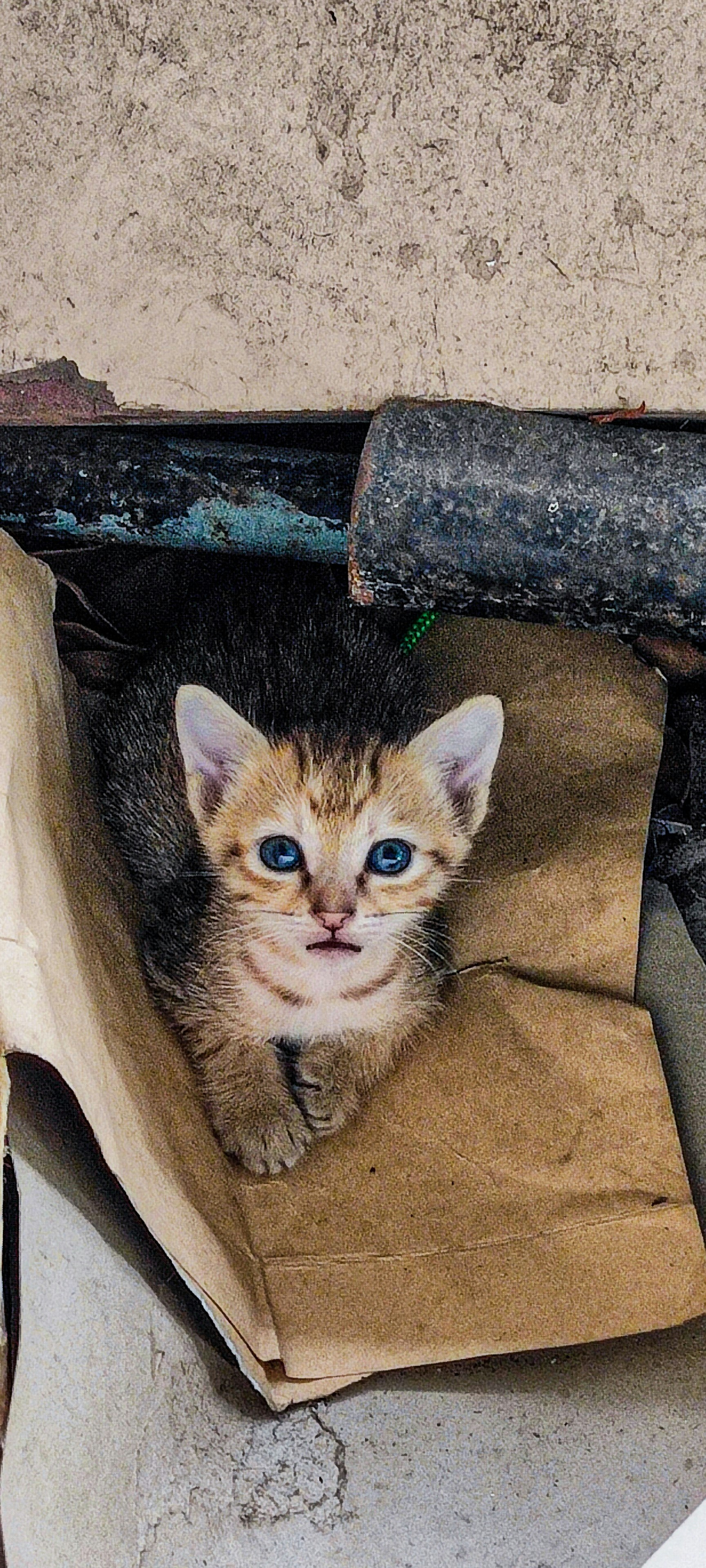 a cat in a cardboard box