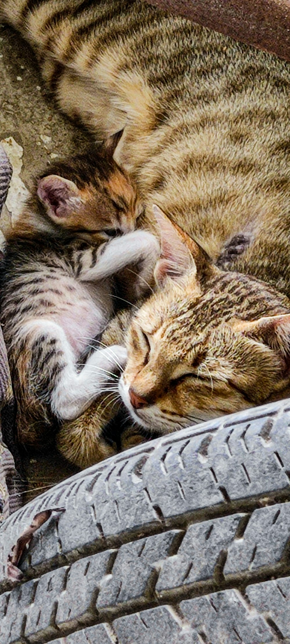 a group of cats sleeping