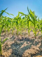 a field of corn