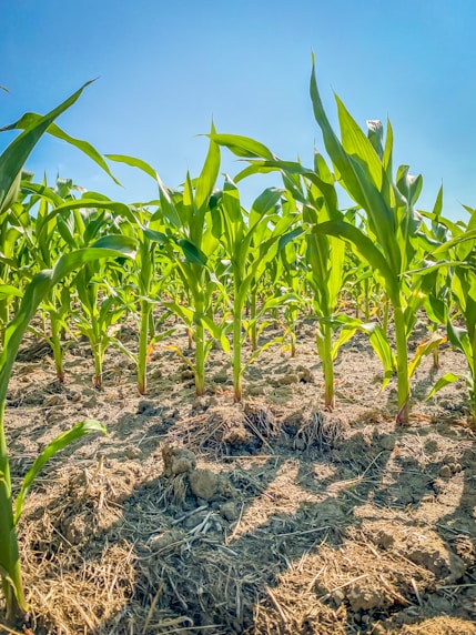 a field of corn