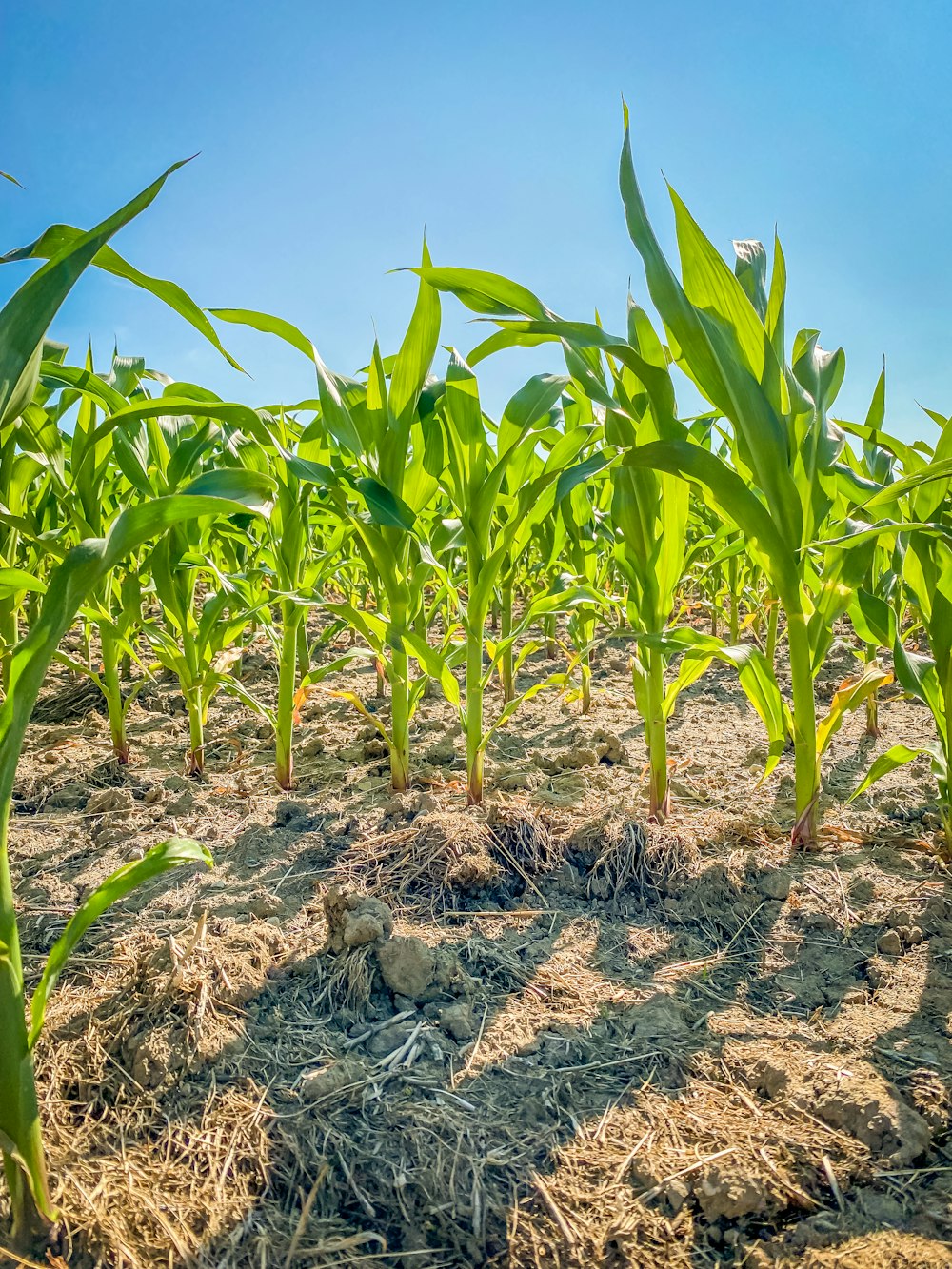 a field of corn