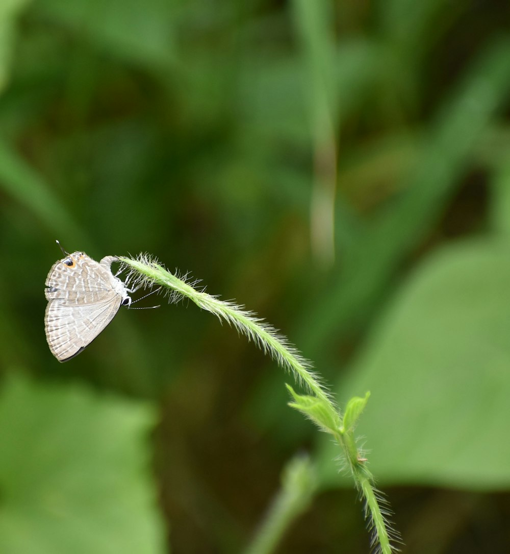 a white moth on a green leaf