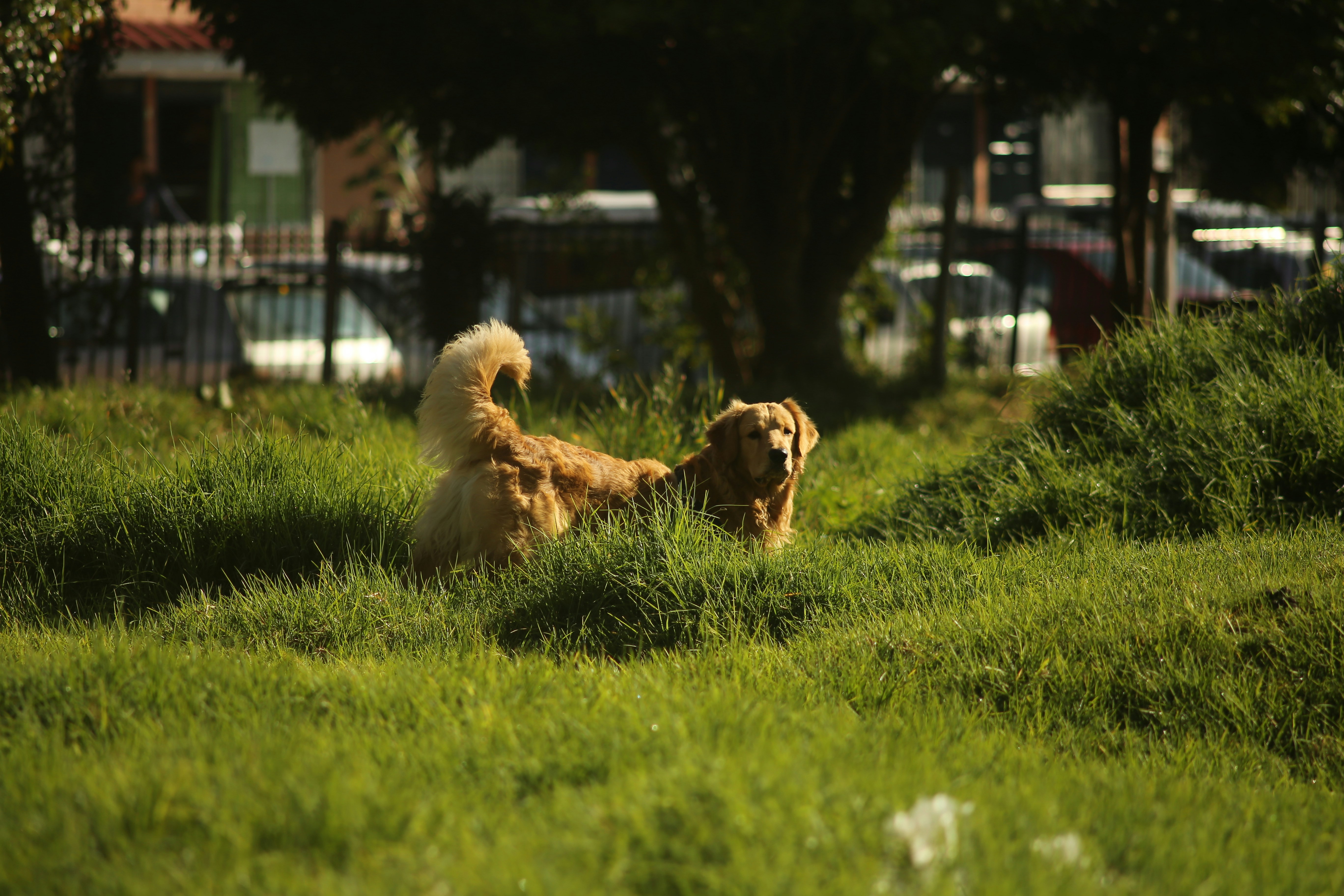Could Your Dog Be Signaling Pain?