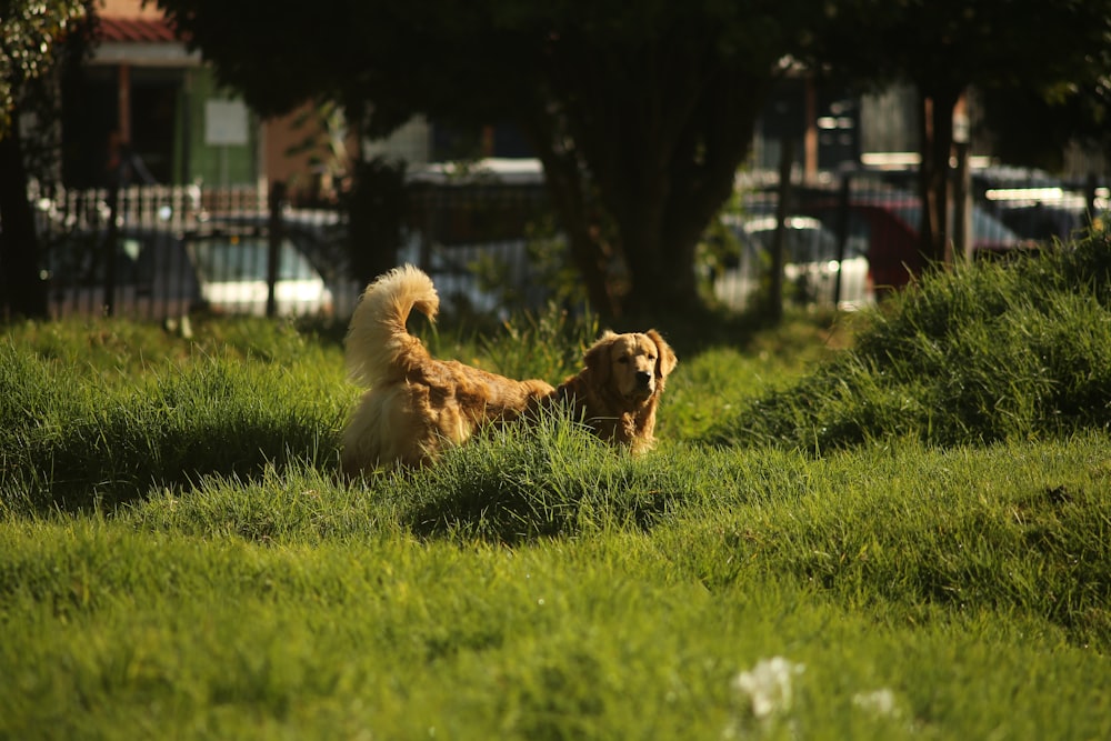 two dogs sitting in the grass