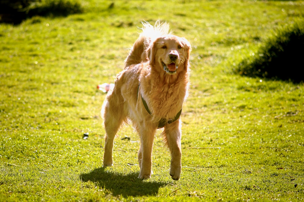 a dog running in a grassy area