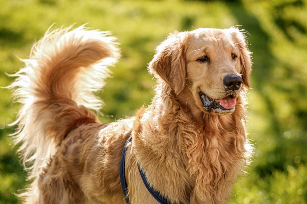 a dog with a blue leash