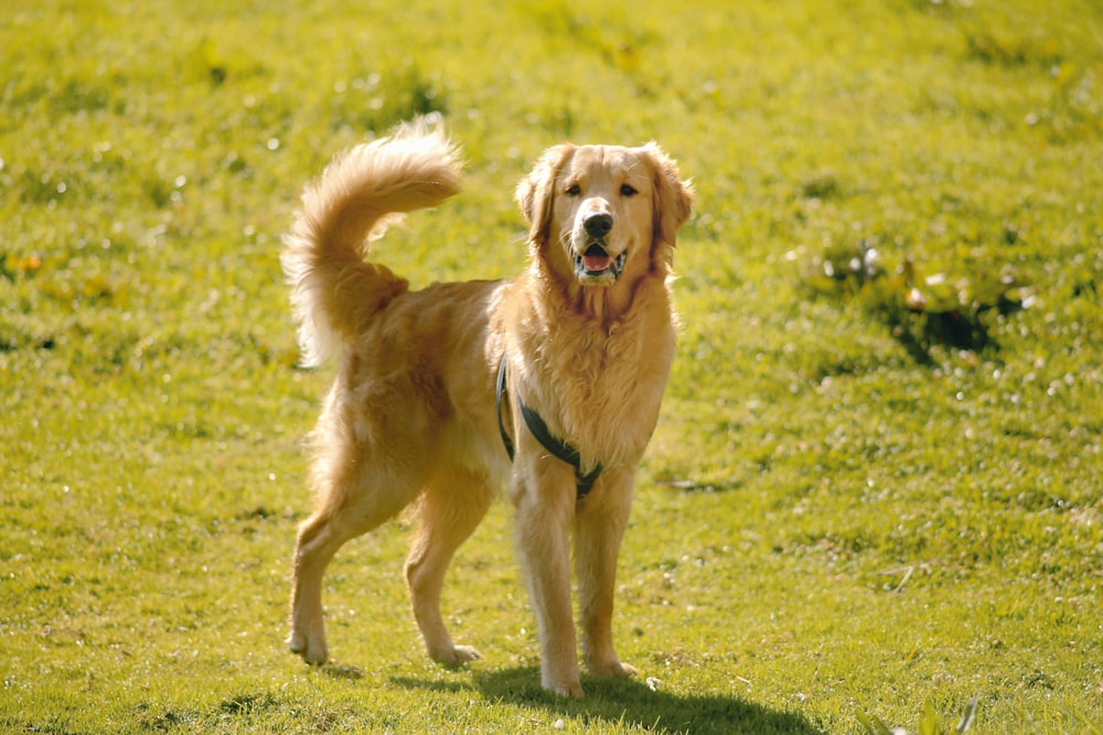 Un perro parado en un área cubierta de hierba