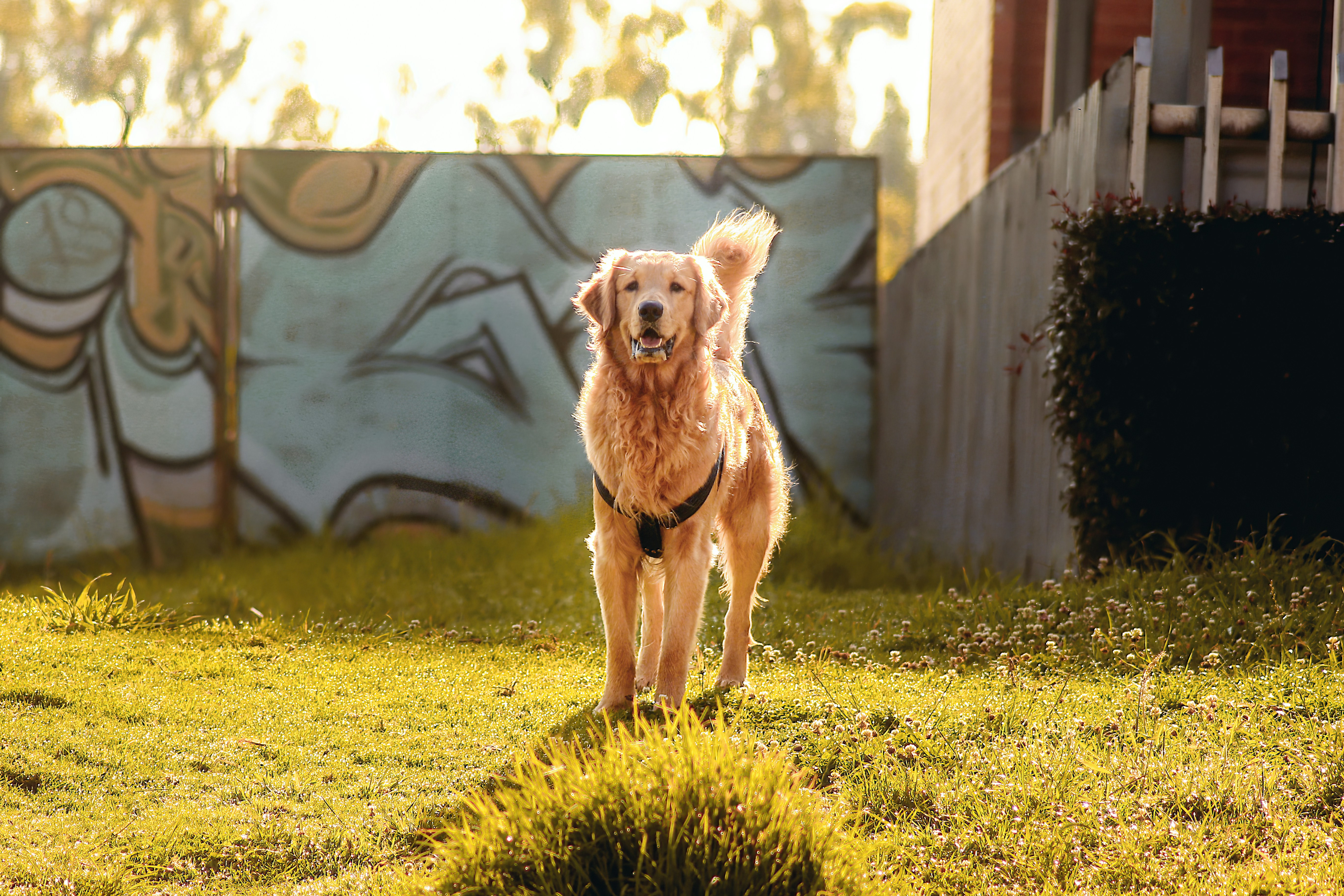 Happy golden retriever dog with toy ball in sunny park