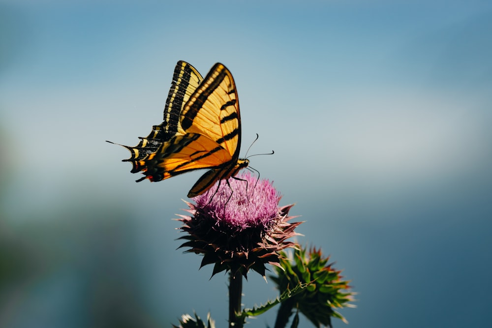 a butterfly on a flower