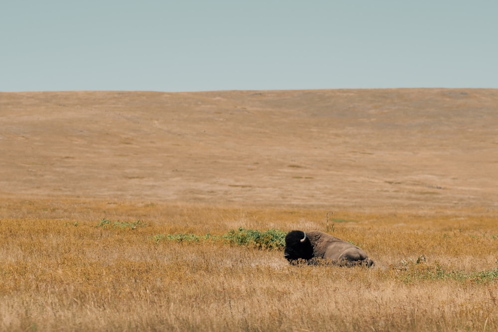 a large animal lying in a field