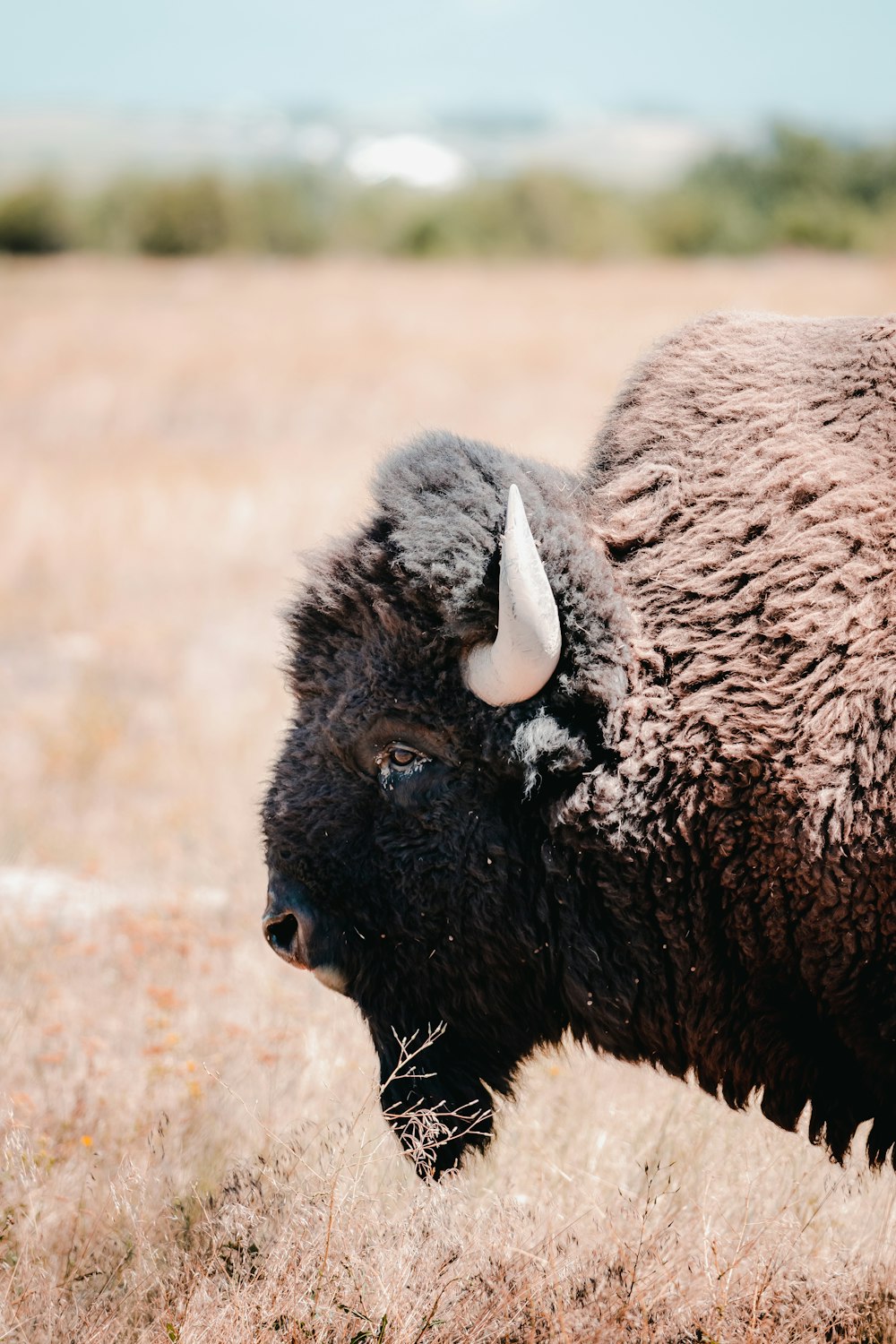 a black animal with horns