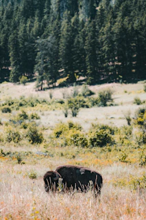 a bison in a field