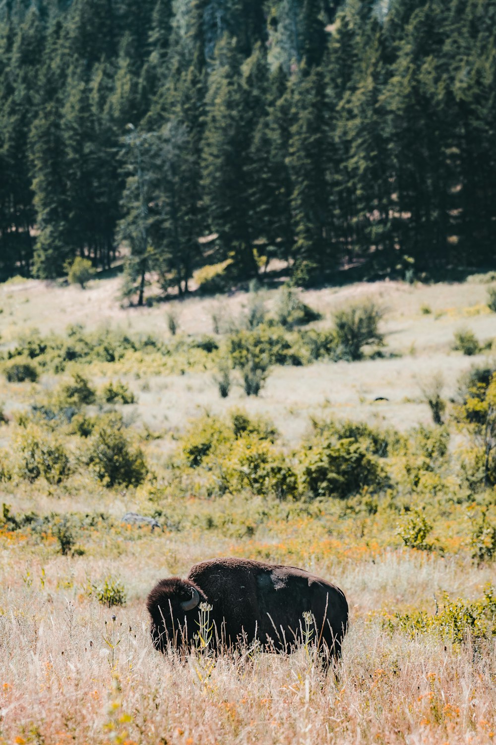 a bison in a field