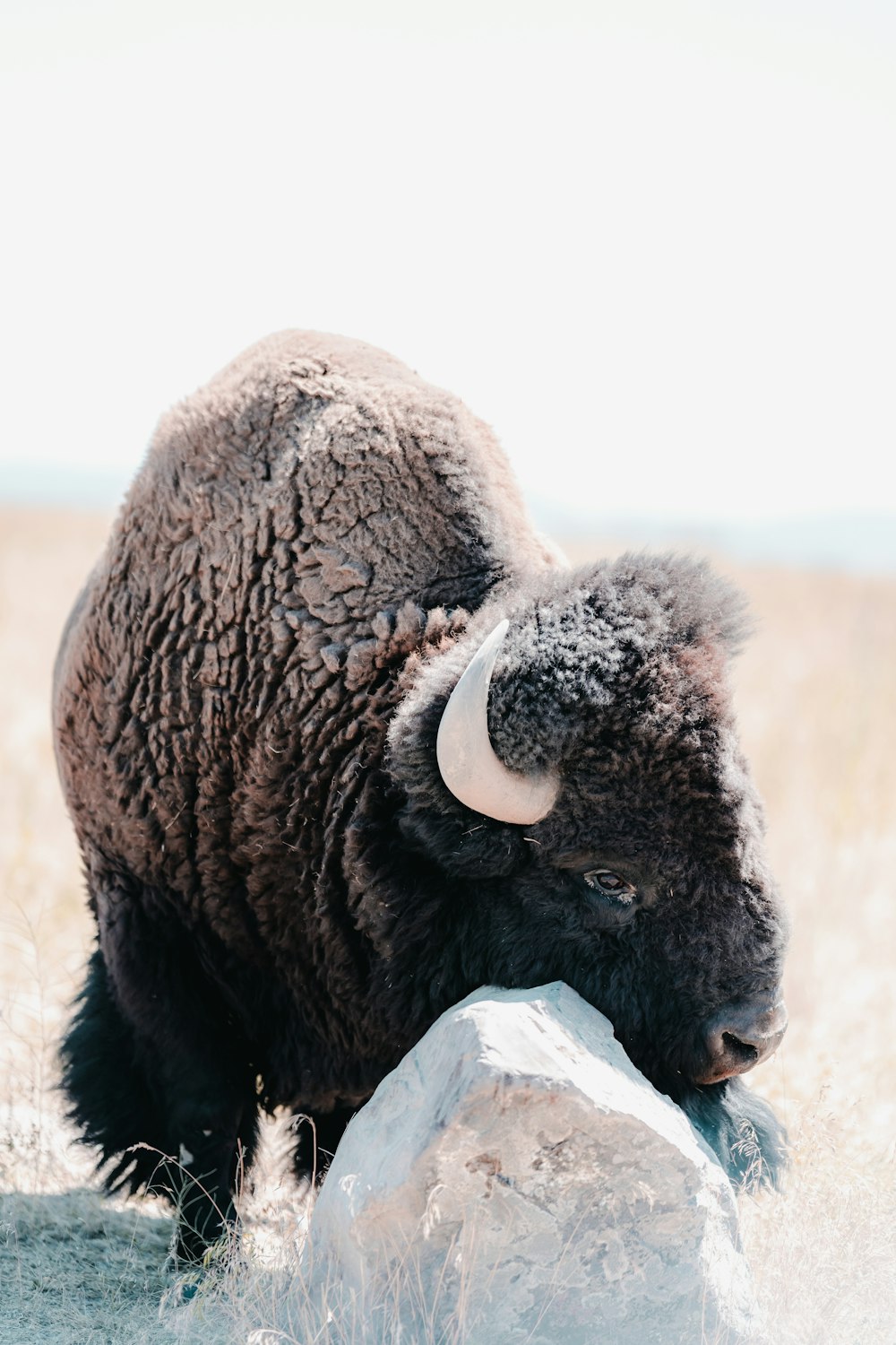 a ram with horns