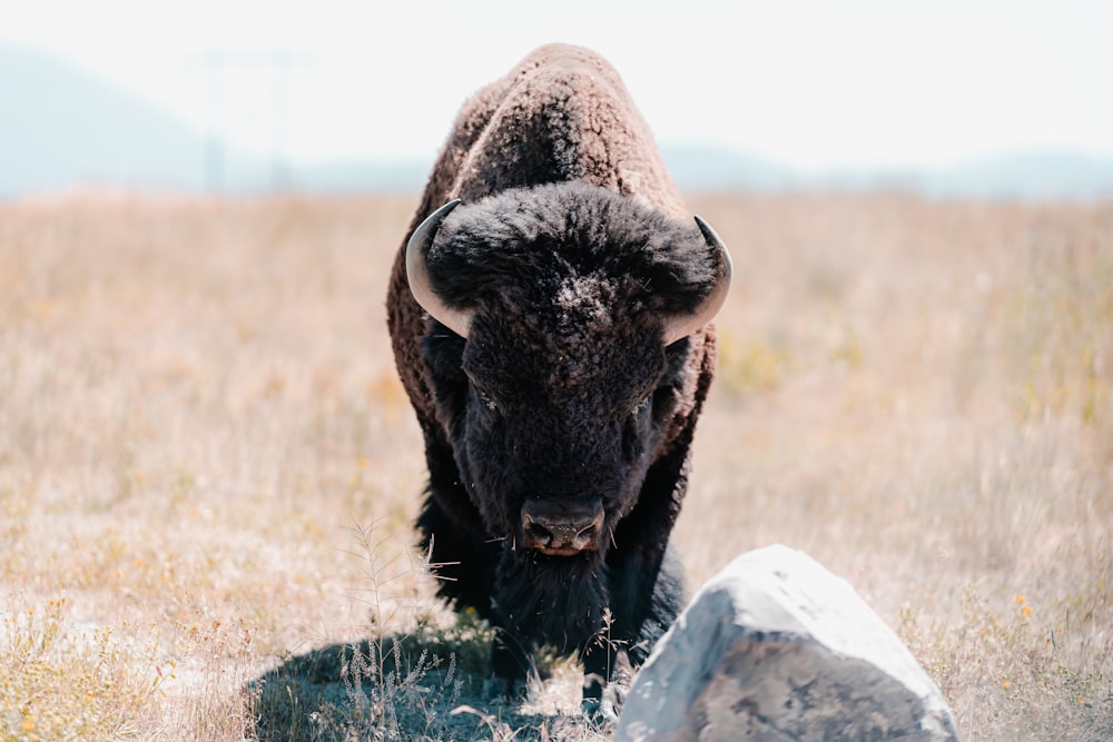 a black animal with horns