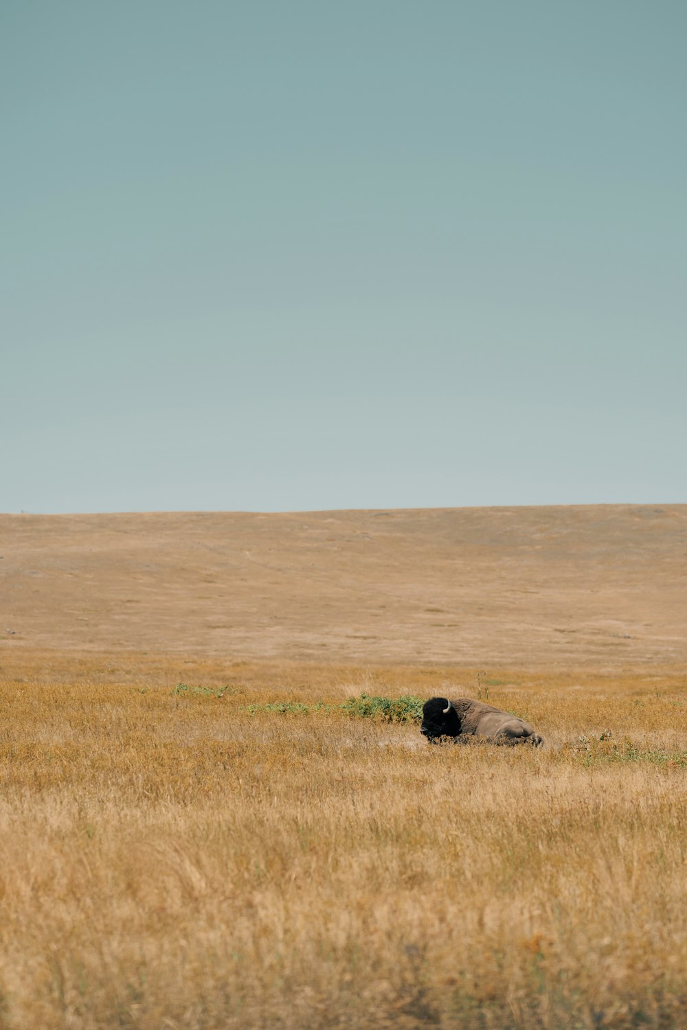 a dog lying in a field