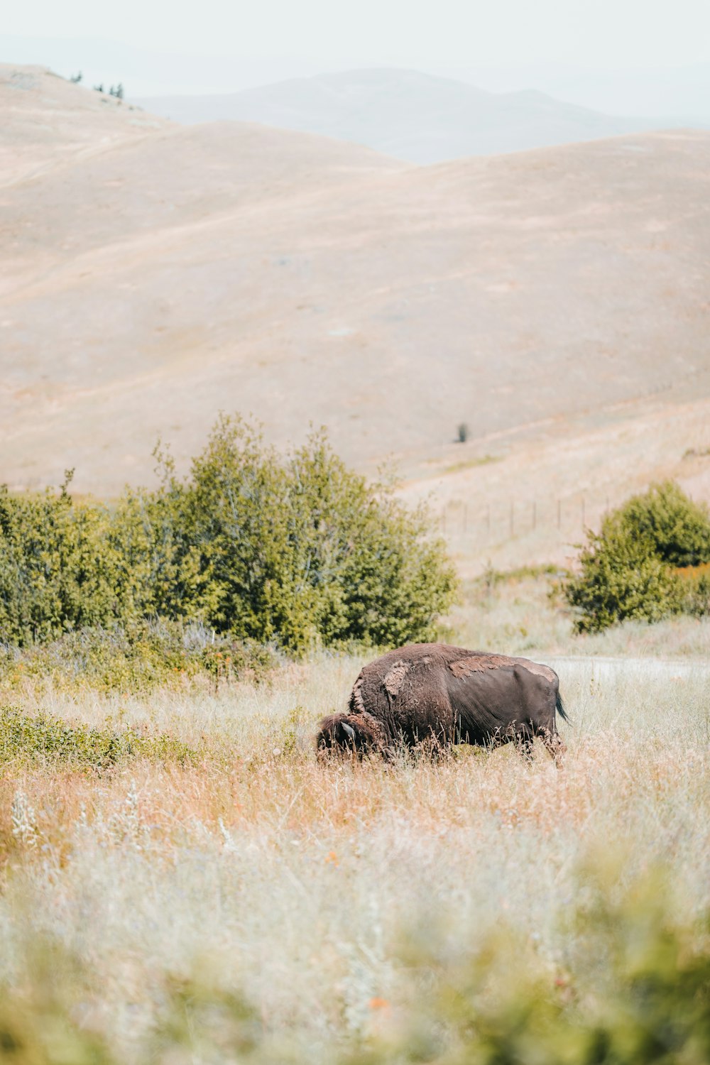 an elephant in a field