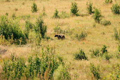 a bear in a meadow