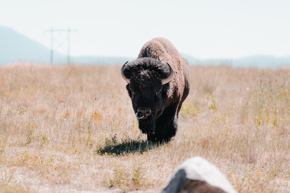 a buffalo in a field