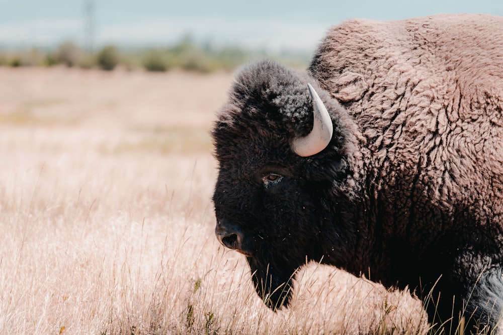 a buffalo with horns