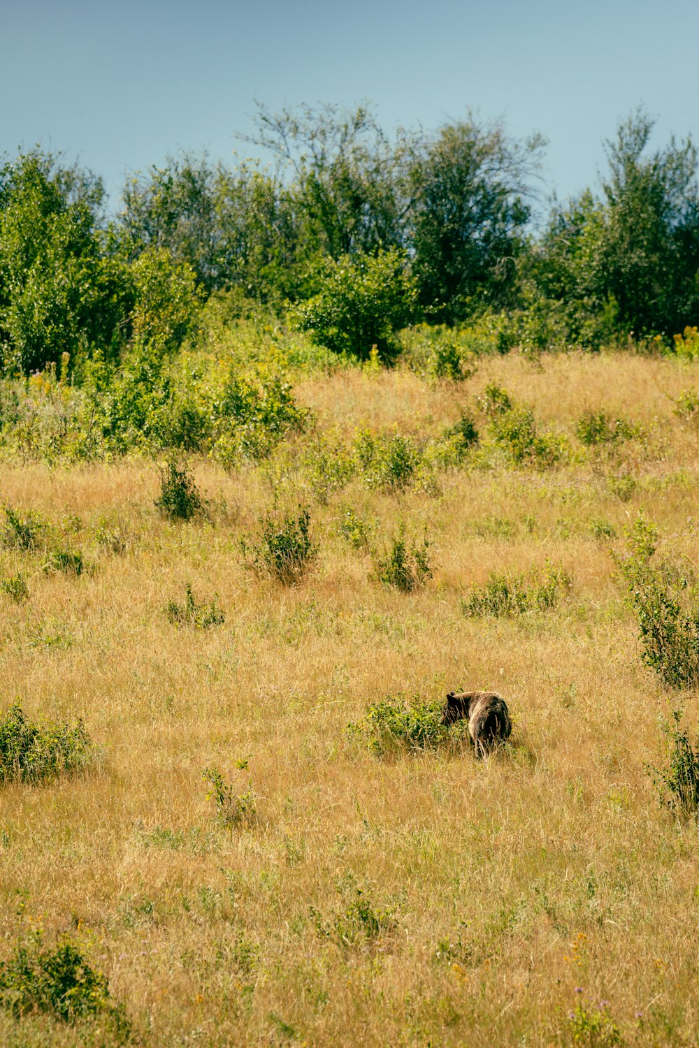 a bear in a field