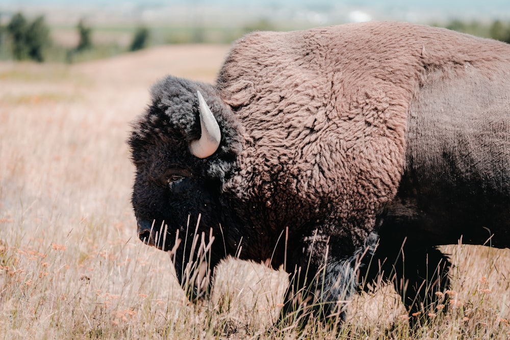 a buffalo in a field