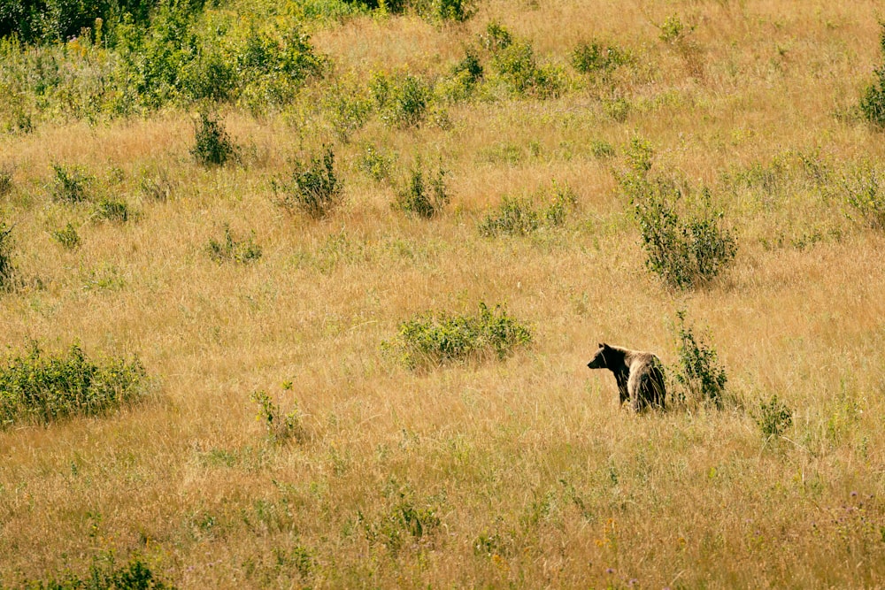 a black bear in a field